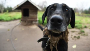 Większość Polaków chce zakazu trzymania psów na łańcuchu