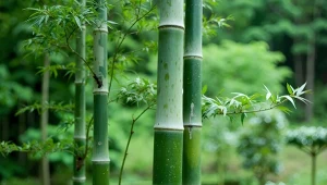 Bambus to najszybciej rosnąca roślina na Ziemi, a niektóre odmiany rosną nawet 90 cm dziennie