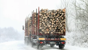 Polskie drewno wciąż wyjeżdża za granicę. MKiŚ przekonuje, że ograniczono eksport poza UE