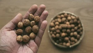 Dobre na jelita i serce, sycą na długo. Te orzechy to superfood z Afryki