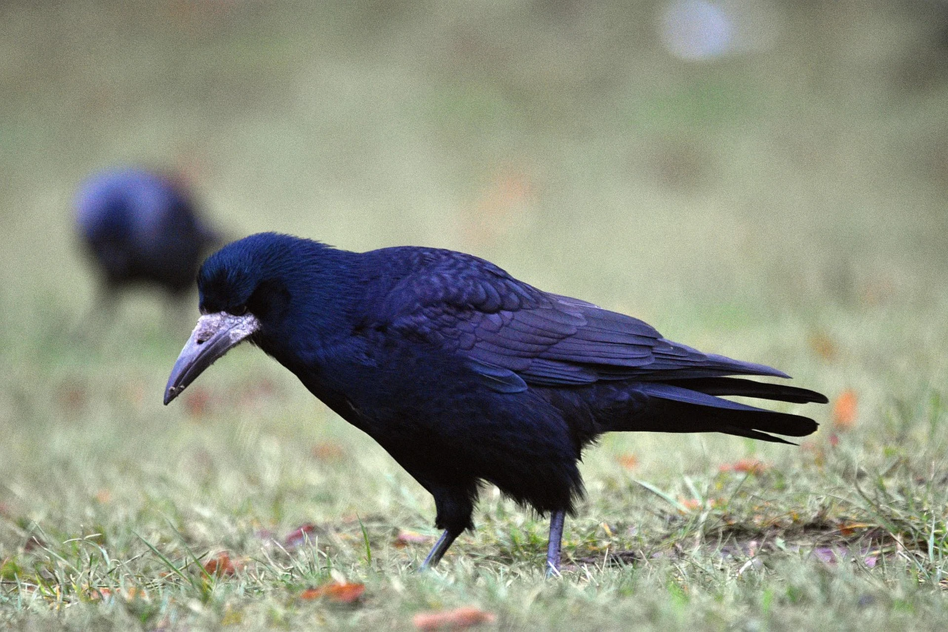 Gawrony, dawniej pospolite ptaki, obecnie gwałtownie zanikają w Polsce z powodu zmiany środowiska i niedoboru pokarmu
