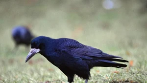 Gawrony, dawniej pospolite ptaki, obecnie gwałtownie zanikają w Polsce z powodu zmiany środowiska i niedoboru pokarmu