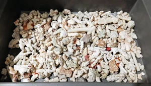 Celnicy zatrzymali mężczyznę, który nielegalnie przywiózł z Seszeli 5 kg szkieletów koralowców