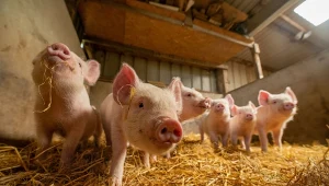 Antybiotyki w polskim mięsie. Jesteśmy w niechlubnej czołówce