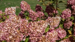 Jesienny plan pielęgnacji hortensji. Dwa zabiegi, bujne kwitnienie