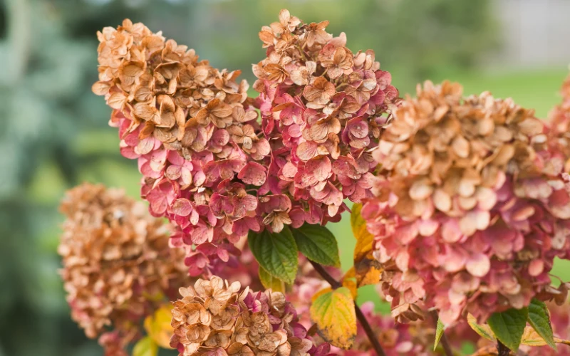 W przypadku hortensji ogrodowej jesienią nie skracamy pędów