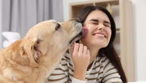 Dlaczego pies liże człowieka? Powód jest zaskakujący