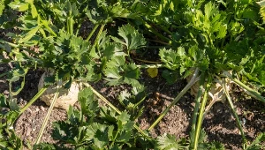 Kiedy wykopać seler?