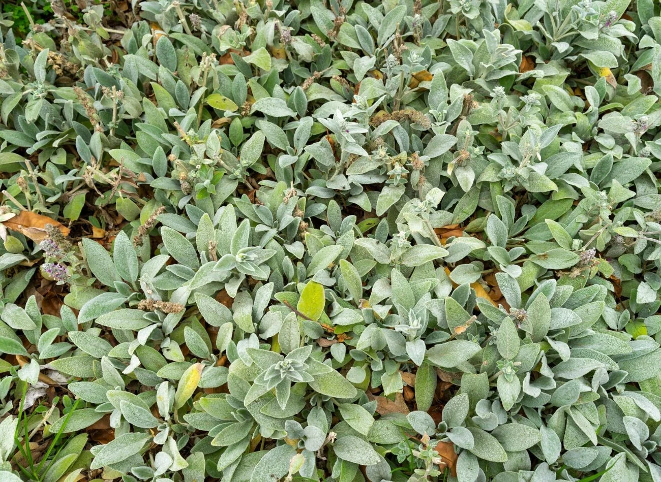 Czyściec wełnisty szybko tworzy gęste kobierce puchatych liści