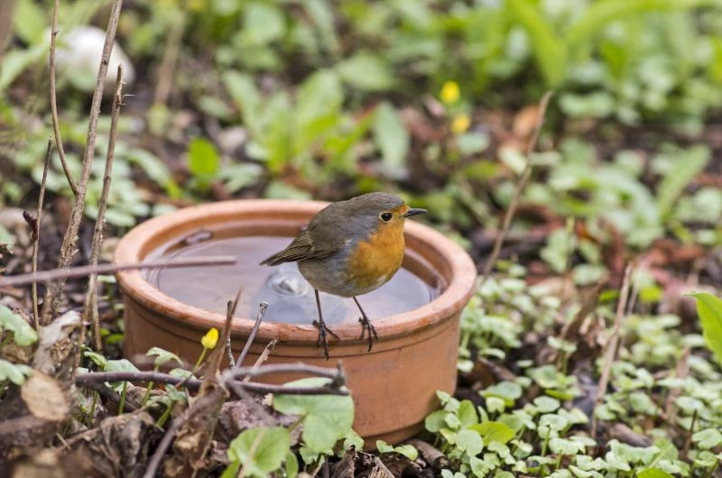 Zamarzaniu wody w poidełku dla ptaków można zapobiec na kilka prostych sposobów