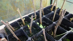 Podpowiadamy, jakie rośliny rozmnażać przez sadzonki zdrewniałe w czasie zimy.