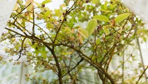 Stare firanki można wykorzystać do zabezpieczenia roślin w czasie wiosennych przymrozków.