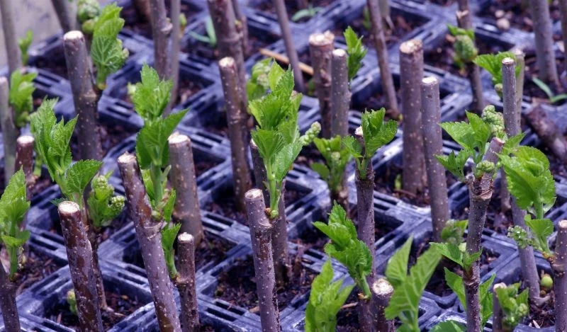 Sadzonki zdrewniałe najlepiej pobierać z roślin zimą