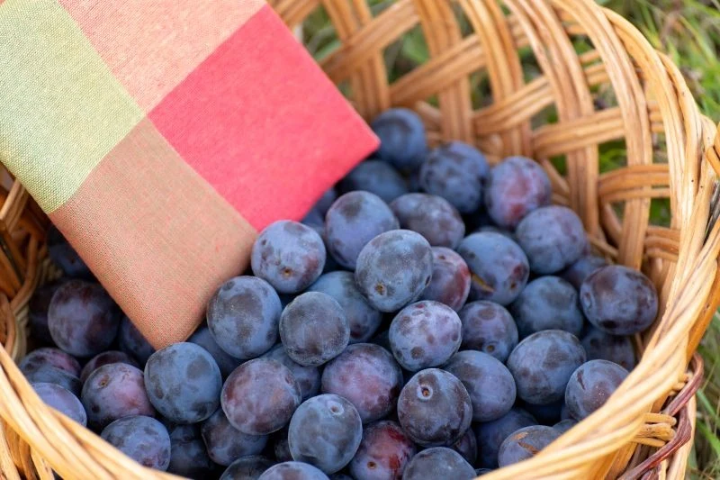 Zużyte tkaniny okażą się pomocne w trakcie zbioru owoców w ogrodzie