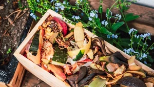 Zamiast do śmieci, wrzuć na kompost. Nawóz będzie sto razy lepszy