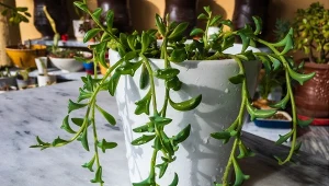 Oryginalny sukulent, który jest gratką dla kolekcjonerów.