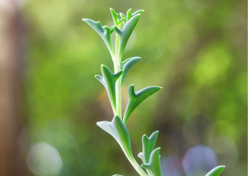 Liście Senecio peregrinus przypominają kształtem delfiny.