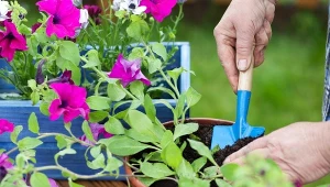 Siew petunii i surfinii pozwala łatwo otrzymać własne sadzonki kwiatów, ale wymaga cierpliwości.