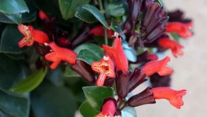 Jakie wymagania ma eszynantus? Poznaj zasady uprawy i najpiękniejsze odmiany.