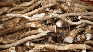 Kup na targu i posadź. Dodasz do obiadu o odstraszysz krety