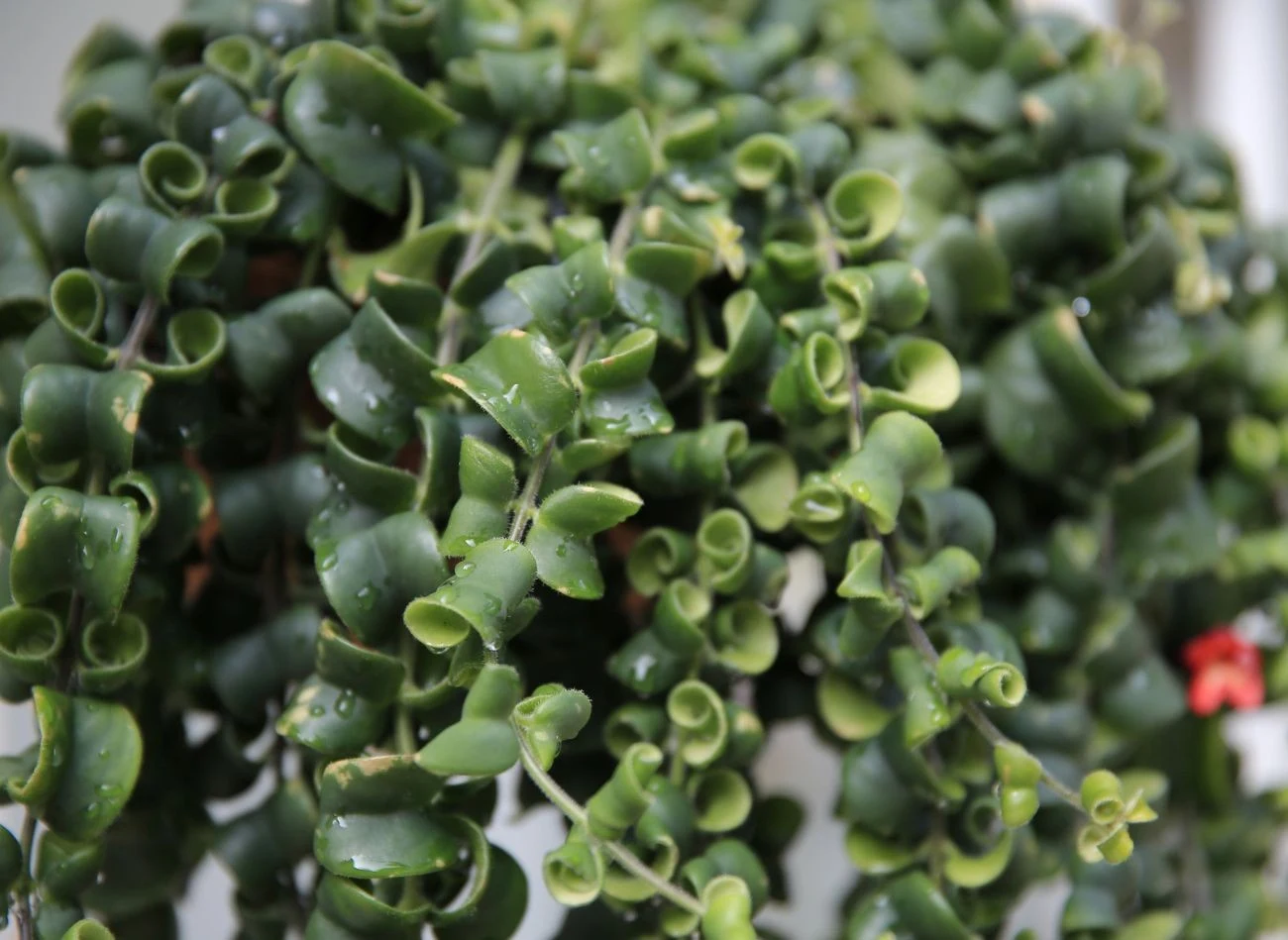 Odmiana eszynantusa 'Rasta' jest znana z charakterystycznych liści o spiralnie skręconym kształcie