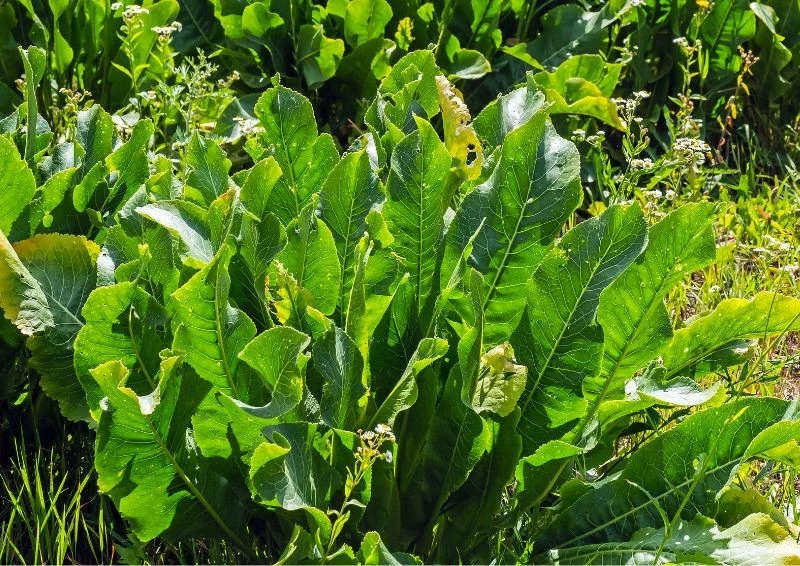 Chrzan posadzony w jednym miejscu potrafi w nim rosnąć przez wiele lat.