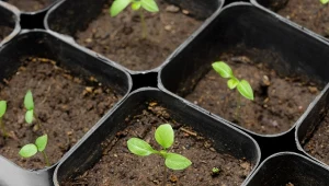 Kiedy najlepiej wysiać nasiona bakłażana?