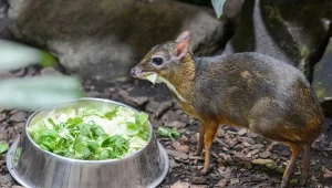 Urodził się w Polsce. Ma nogi cienkie jak ołówki