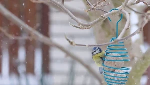 Co dodawać w mrozy do karmnika? Ten przysmak doda ptakom energii 