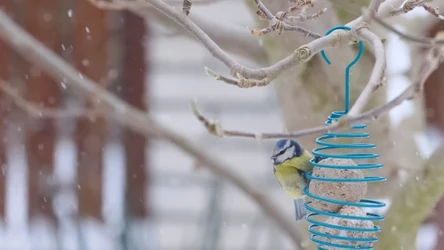 Wysokotłuszczowe kule pomagają ptakom przetrwać zimę 