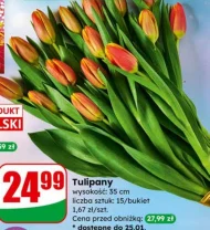 Tulipan