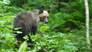 Drony będą latać za niedźwiedziami. Wystrzelą w nie gaz pieprzowy