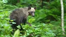Japonia ma coraz większy problem z niedźwiedziami