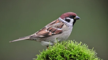 Tego o ptakach nie wiesz. Ciekawostki ze świata zwierząt