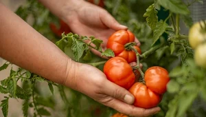 Jakie pomidory zasadzić w 2026 roku? Te "żelazne" odmiany będą doskonałe 