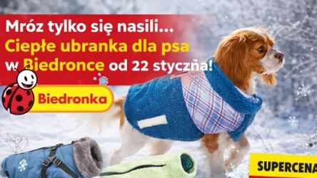 Mróz wraca, a Biedronka reaguje! Nowa oferta ubranek dla psów
