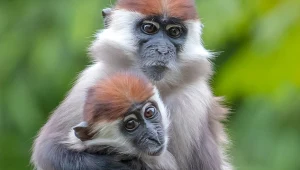 Urodziły się w Polsce. Gdy dorosną, zaczną szczekać