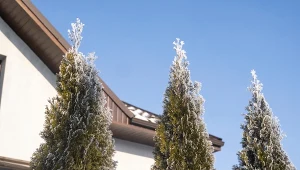 Jaki mróz wytrzyma tuja? Poradzi sobie pod jednym warunkiem