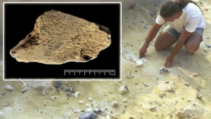 Prehistoryczni ludzie wytwarzali narzędzia z kości słonia już 480 tys. lat temu