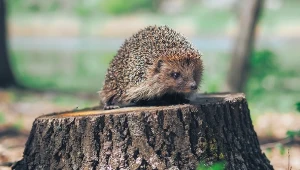 Jeże są bardzo pożytecznymi zwierzętami w ogrodzie. Fot. sergiimyronenko/123RF.com