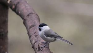 Jak zadbać o ptaki w ogrodzie? 