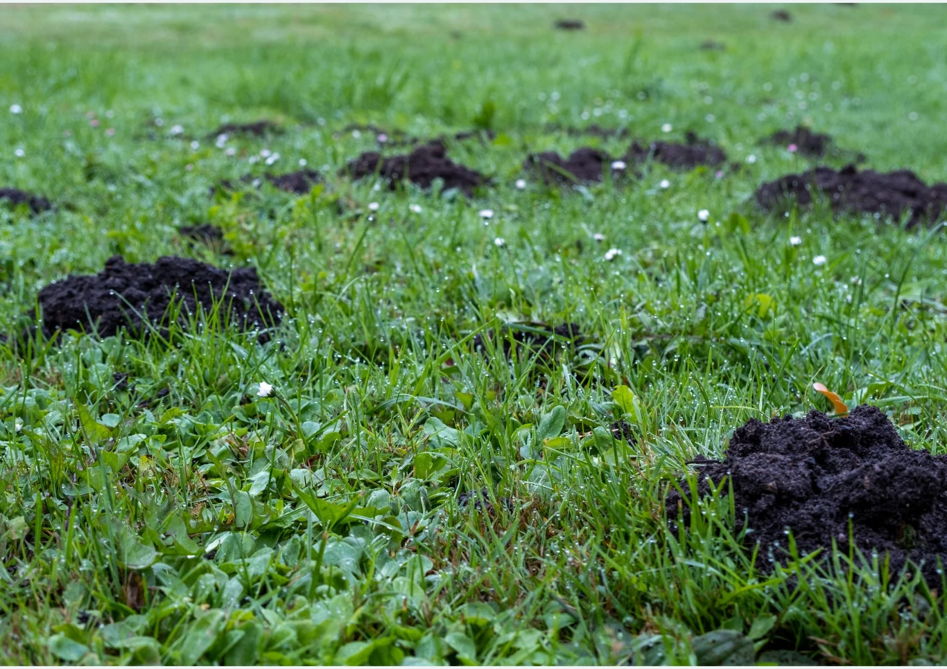 Jak poradzić sobie z kretem w ogrodzie?