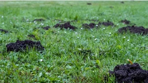 Jak poradzić sobie z kretem w ogrodzie?