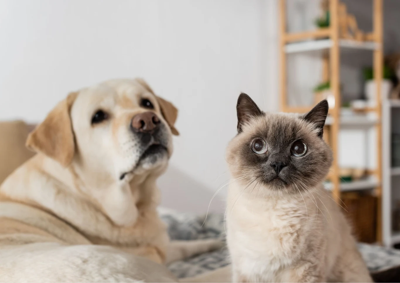 Jak odpowiednio zadbać o zwierzęta domowe?