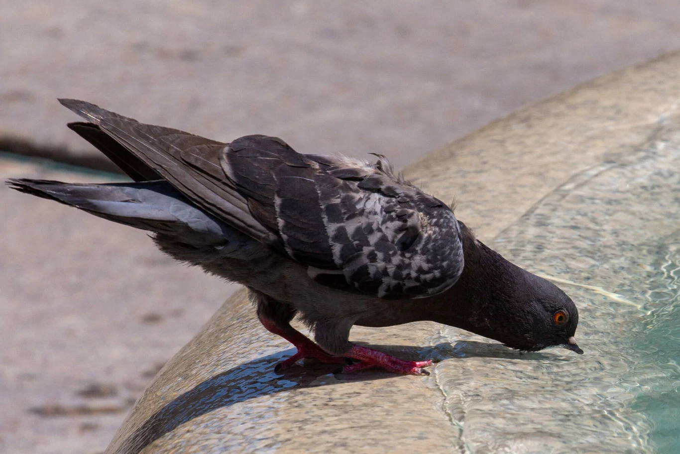 Gołębie potrafią zanurzać dzioby i pić bez przerwy