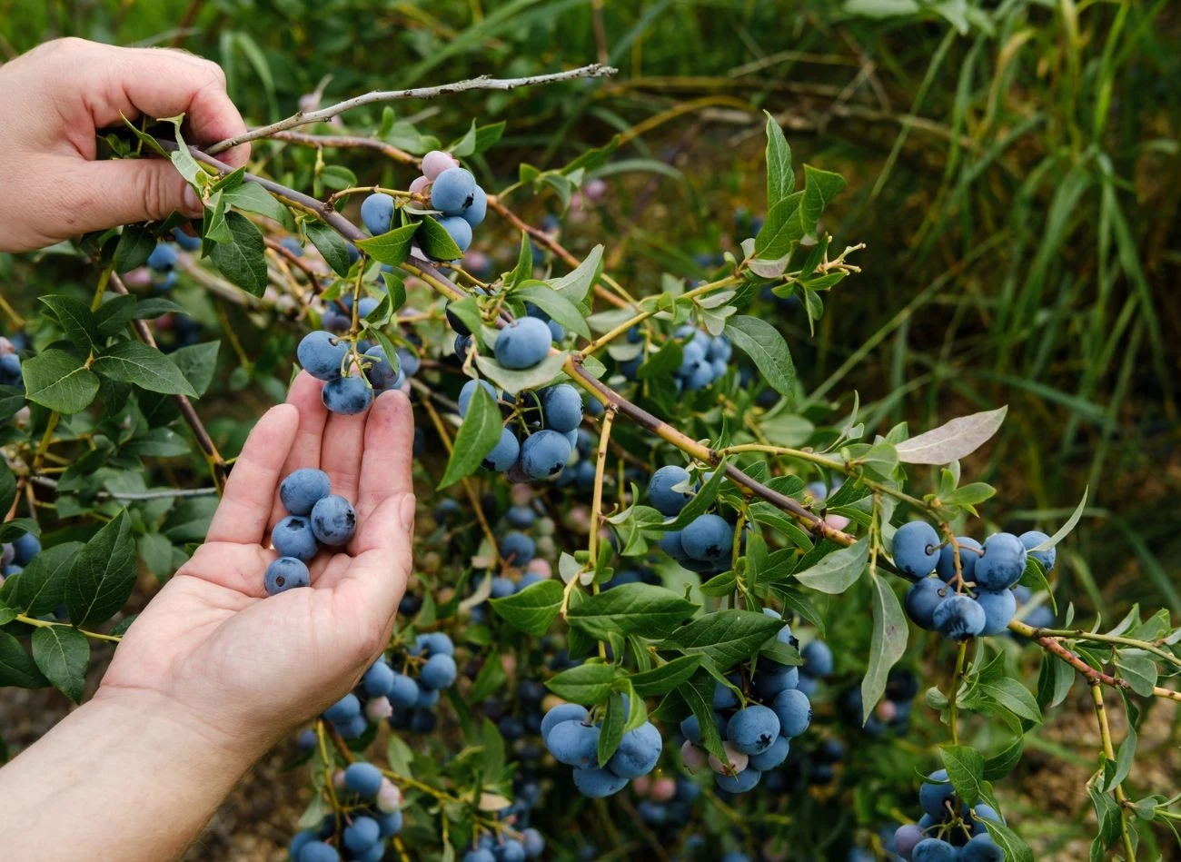 Doskonałym uzupełnieniem rabaty borówkowej, które wpływa na jej plonowanie, są także rośliny miododajne o długim okresie kwitnienia.