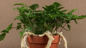 Ciężko znaleźć oryginalniejszą roślinę od dawalii.