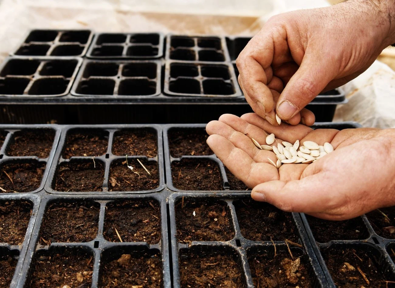 Aby zapewnić odpowiedni start młodym roślinom, wielu ogrodników do ziemi dodaje naturalne nawozy