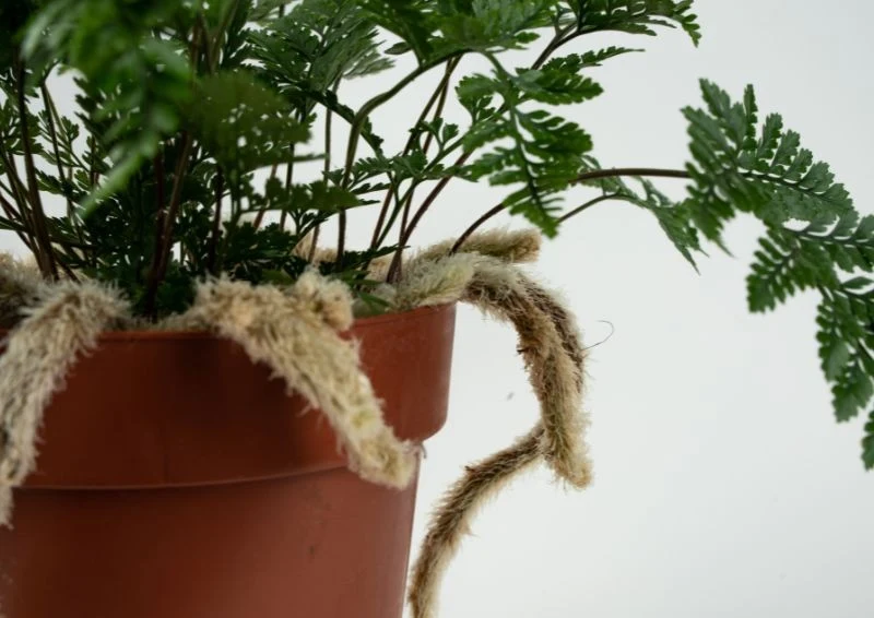 'Pajęcze nogi' stanowią element wyróżniający dawalii.