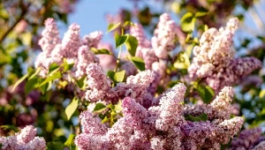 Popełnisz ten błąd zimą, a bez nie zakwitnie.